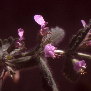 Photographie n°2132598 du taxon Teucrium scordium L. [1753]