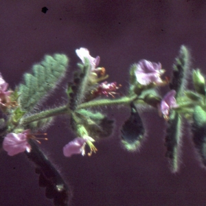 Photographie n°2132601 du taxon Teucrium scordium L. [1753]