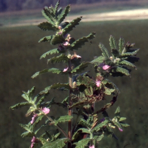 Photographie n°2132602 du taxon Teucrium scordium L. [1753]