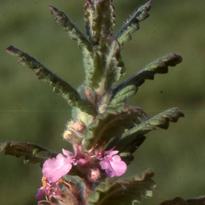 Photographie n°2132603 du taxon Teucrium scordium L. [1753]