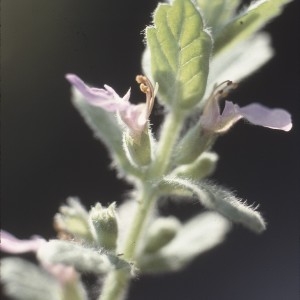 Photographie n°2132605 du taxon Teucrium scordium L. [1753]