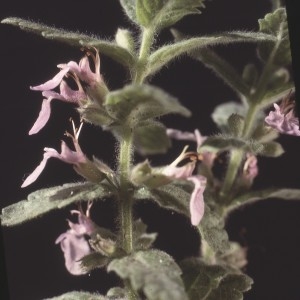 Photographie n°2132606 du taxon Teucrium scordium L. [1753]