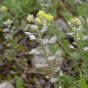 Photographie n°2132609 du taxon Alyssum simplex Rudolphi [1799]