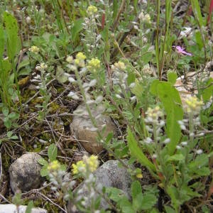 Photographie n°2132610 du taxon Alyssum simplex Rudolphi [1799]