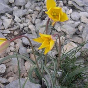 Photographie n°2132618 du taxon Tulipa sylvestris subsp. australis (Link) Pamp. [1914]