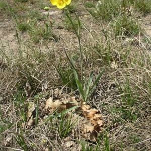 Photographie n°2132621 du taxon Ranunculus gramineus L. [1753]