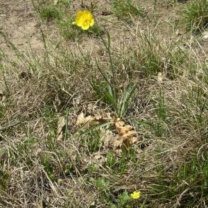 Photographie n°2132622 du taxon Ranunculus gramineus L. [1753]