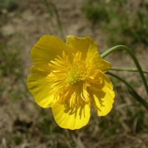 Photographie n°2132623 du taxon Ranunculus gramineus L. [1753]