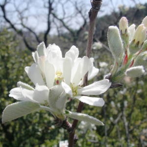 Photographie n°2132626 du taxon Amelanchier ovalis Medik. [1793]