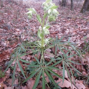 Photographie n°2132653 du taxon Helleborus foetidus L. [1753]