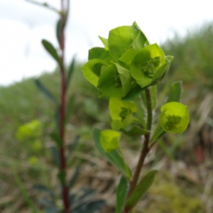 Photographie n°2132658 du taxon Euphorbia amygdaloides L. [1753]