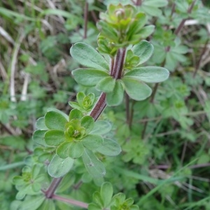 Photographie n°2132661 du taxon Galium mollugo L.