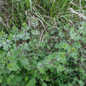 Photographie n°2132663 du taxon Galium mollugo L.