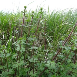 Photographie n°2132665 du taxon Galium mollugo L.