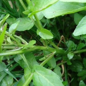 Photographie n°2132669 du taxon Nasturtium officinale R.Br.