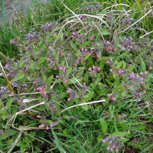 Photographie n°2132671 du taxon Pulmonaria longifolia subsp. cevennensis Bolliger