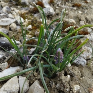 Photographie n°2132699 du taxon Muscari neglectum Guss. ex Ten.