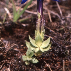 Photographie n°2133144 du taxon Gentiana schleicheri (Vacc.) Kunz [1939]