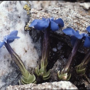 Calathiana schleicheri (Vacc.) Holub (Gentiane de Schleicher)