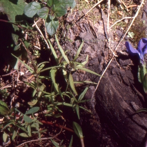 Photographie n°2133148 du taxon Gentiana utriculosa L. [1753]