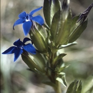 Photographie n°2133153 du taxon Gentiana utriculosa L. [1753]