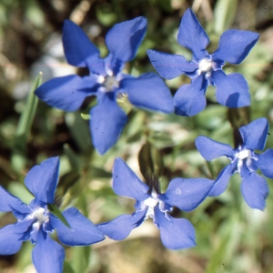 Photographie n°2133188 du taxon Gentiana verna L. [1753]