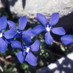 Photographie n°2133189 du taxon Gentiana verna L. [1753]