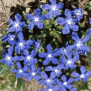 Photographie n°2133190 du taxon Gentiana verna L. [1753]