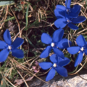 Photographie n°2133191 du taxon Gentiana verna L. [1753]