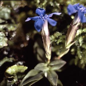 Photographie n°2133193 du taxon Gentiana verna L. [1753]