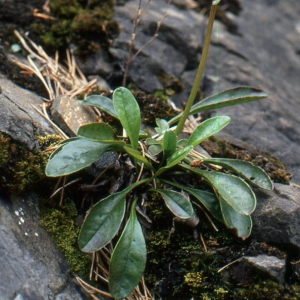 Photographie n°2133205 du taxon Globularia nudicaulis L. [1753]