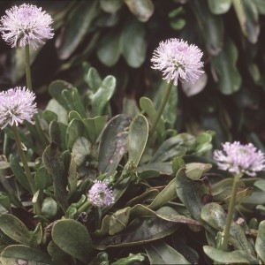 Photographie n°2133207 du taxon Globularia nudicaulis L. [1753]