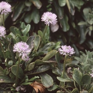 Photographie n°2133208 du taxon Globularia nudicaulis L. [1753]