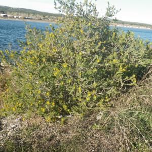 Photographie n°2133210 du taxon Medicago arborea L. [1753]