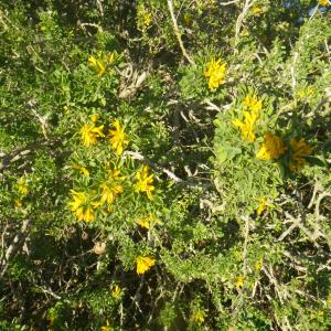 Photographie n°2133212 du taxon Medicago arborea L. [1753]