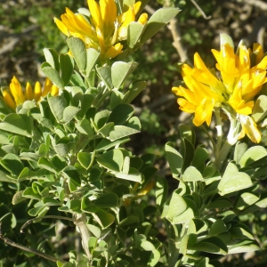 Photographie n°2133214 du taxon Medicago arborea L. [1753]