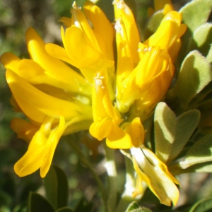 Photographie n°2133215 du taxon Medicago arborea L. [1753]