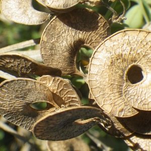 Photographie n°2133217 du taxon Medicago arborea L. [1753]