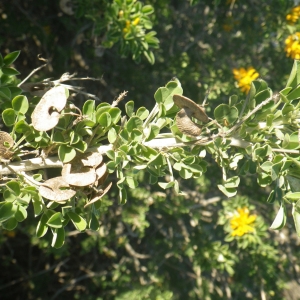 Photographie n°2133219 du taxon Medicago arborea L. [1753]