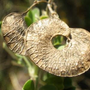 Photographie n°2133221 du taxon Medicago arborea L. [1753]