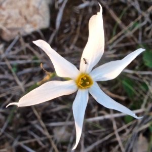 Narcissus obsoletus (Haw.) Steud.