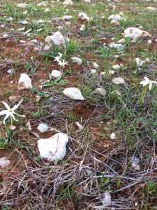 Flora Zura, le  9 octobre 2017 (Maruggio (Contrada Salete))