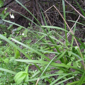 Photographie n°2133230 du taxon Leucojum aestivum L. [1759]