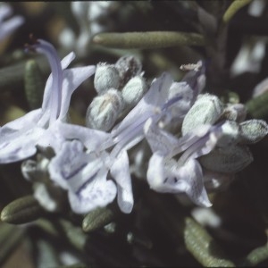Photographie n°2133255 du taxon Rosmarinus officinalis L.