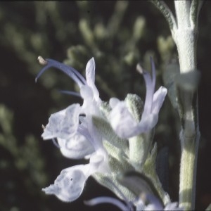 Photographie n°2133256 du taxon Rosmarinus officinalis L.