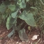  Liliane Roubaudi - Salvia glutinosa L.