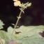  Liliane Roubaudi - Salvia glutinosa L.