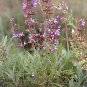 Photographie n°2133265 du taxon Salvia officinalis L. [1753]