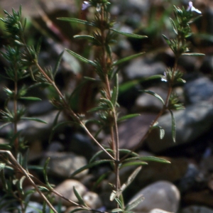 Photographie n°2133290 du taxon Satureja hortensis L. [1753]