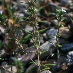 Photographie n°2133291 du taxon Satureja hortensis L. [1753]